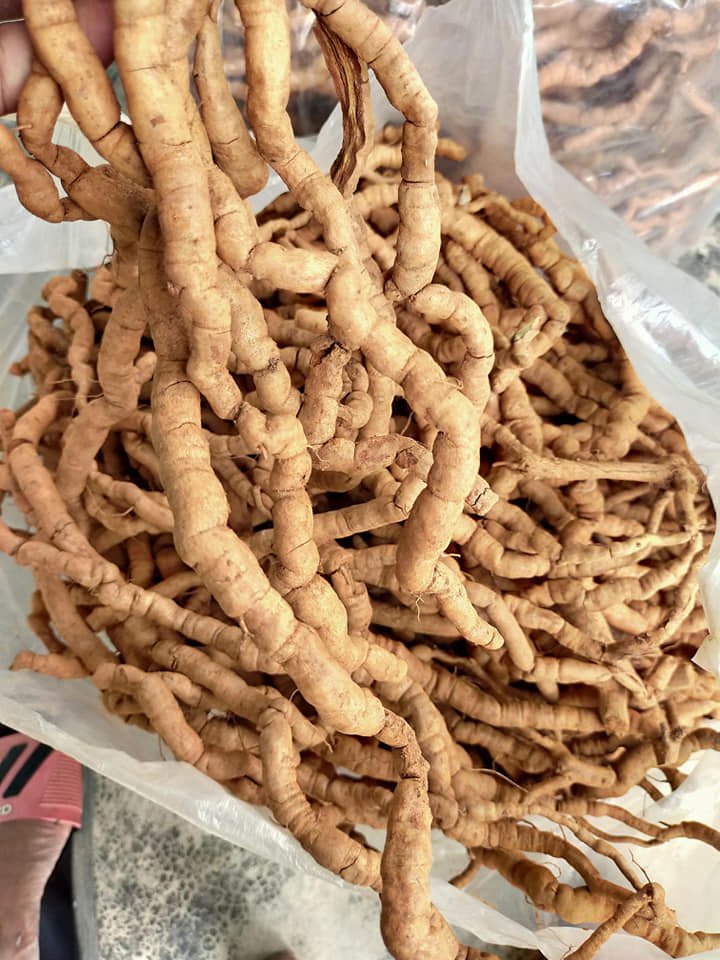 CỦ BA KÍCH RỪNG (TÍM) TƯƠI (HÚT CHÂN KHÔNG)