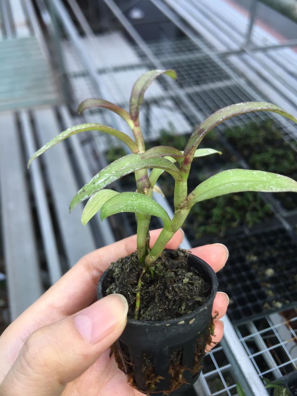 Phi điệp hòa bình lá mít cốc giống [Hỗ trợ vc]