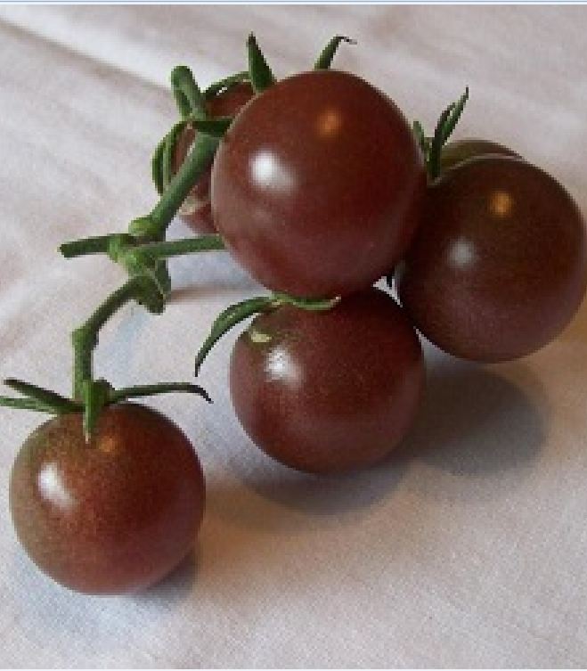 Hạt giống cà chua bi socola "30 hạt.Gói"