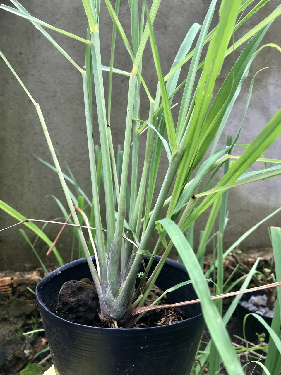Chậu sả cây - Rễ mạnh như hình