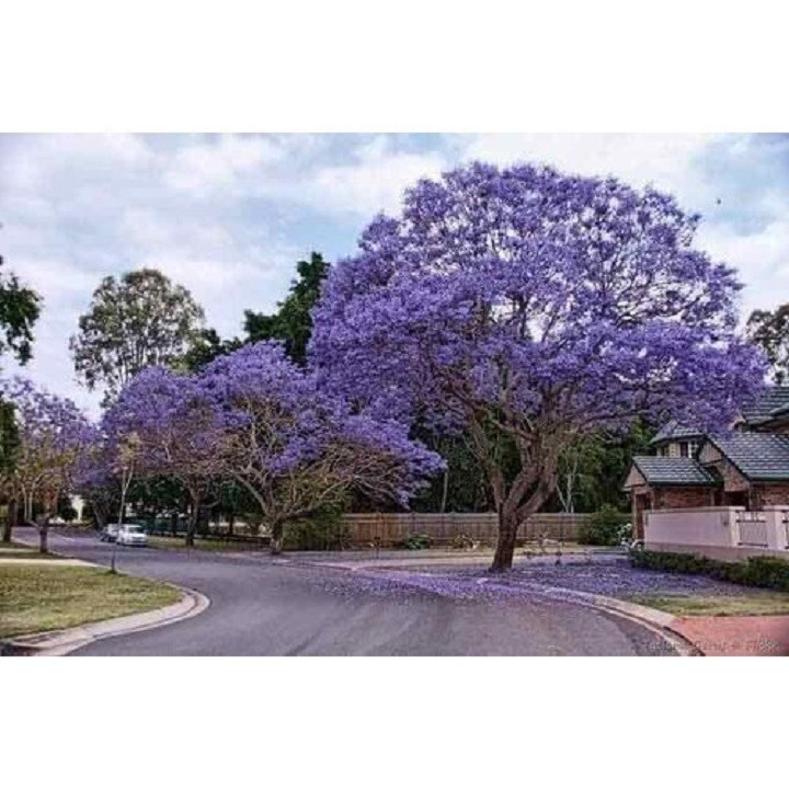 Cây phượng tím( cây cao 1,4 mét) + Tặng 2 Cây Quế Giống