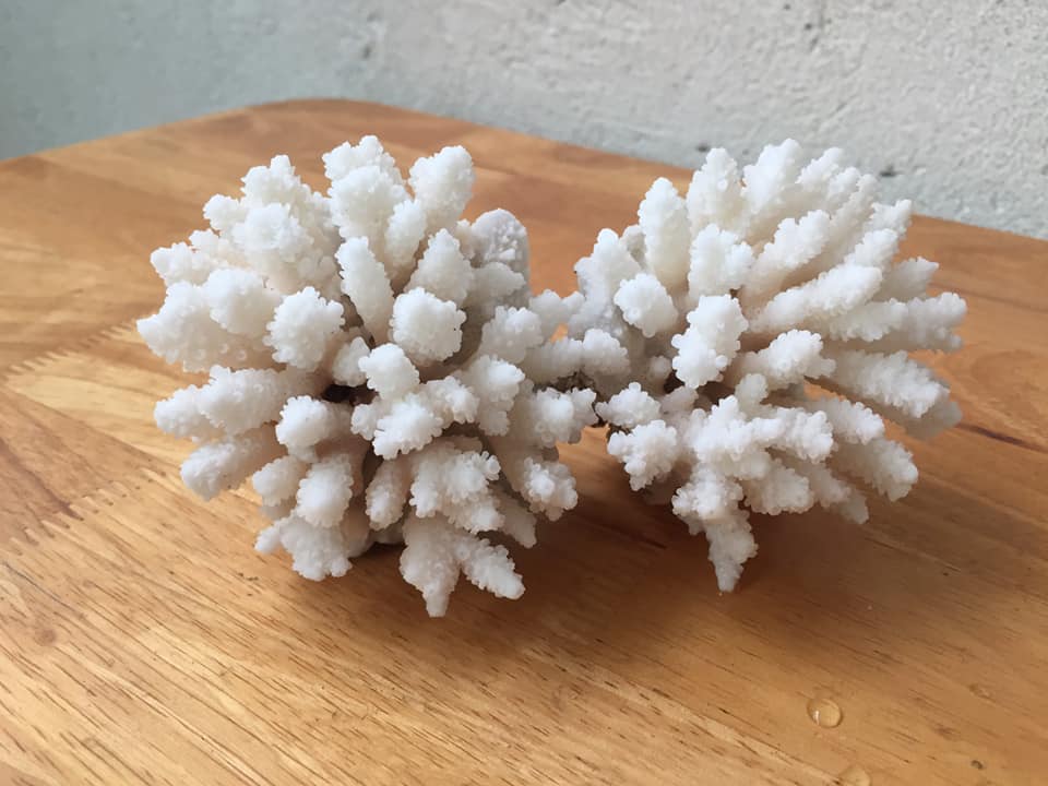 San Hô trang trí hồ ốc, cá cảnh