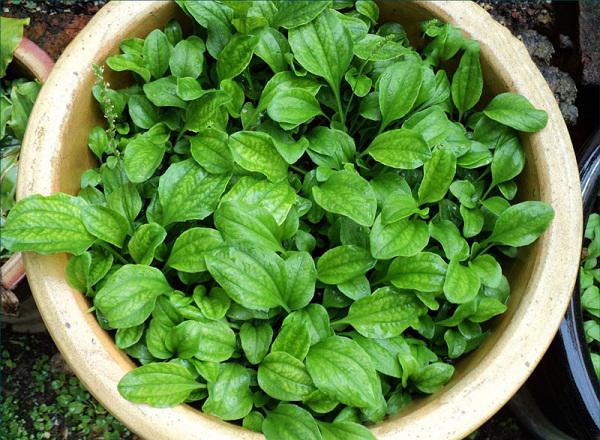 Gói 0.5GR hạt giống Rau Mã Đề