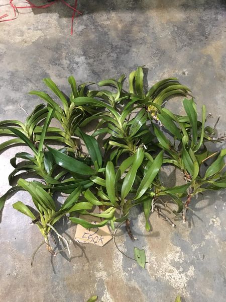 Hoa lan quế lan hương( cây to)