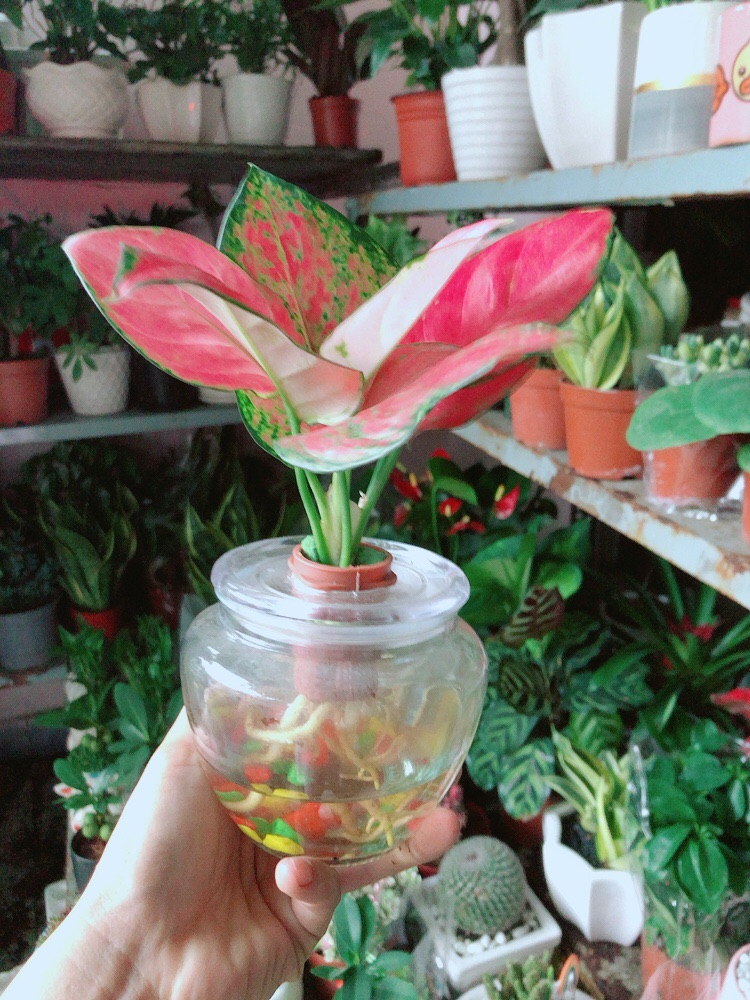 [HCM]Chậu Cây Vạn Lộc Thuỷ Sinh(kèm chậu thuỷ tinh)
