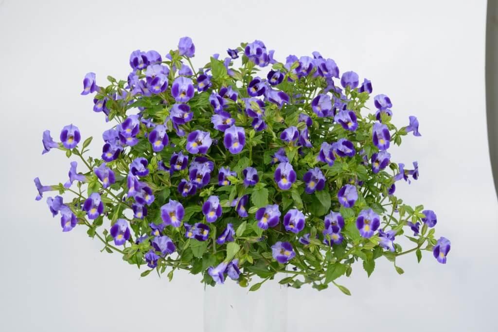 Gói 10 hạt giống hoa mắt nai