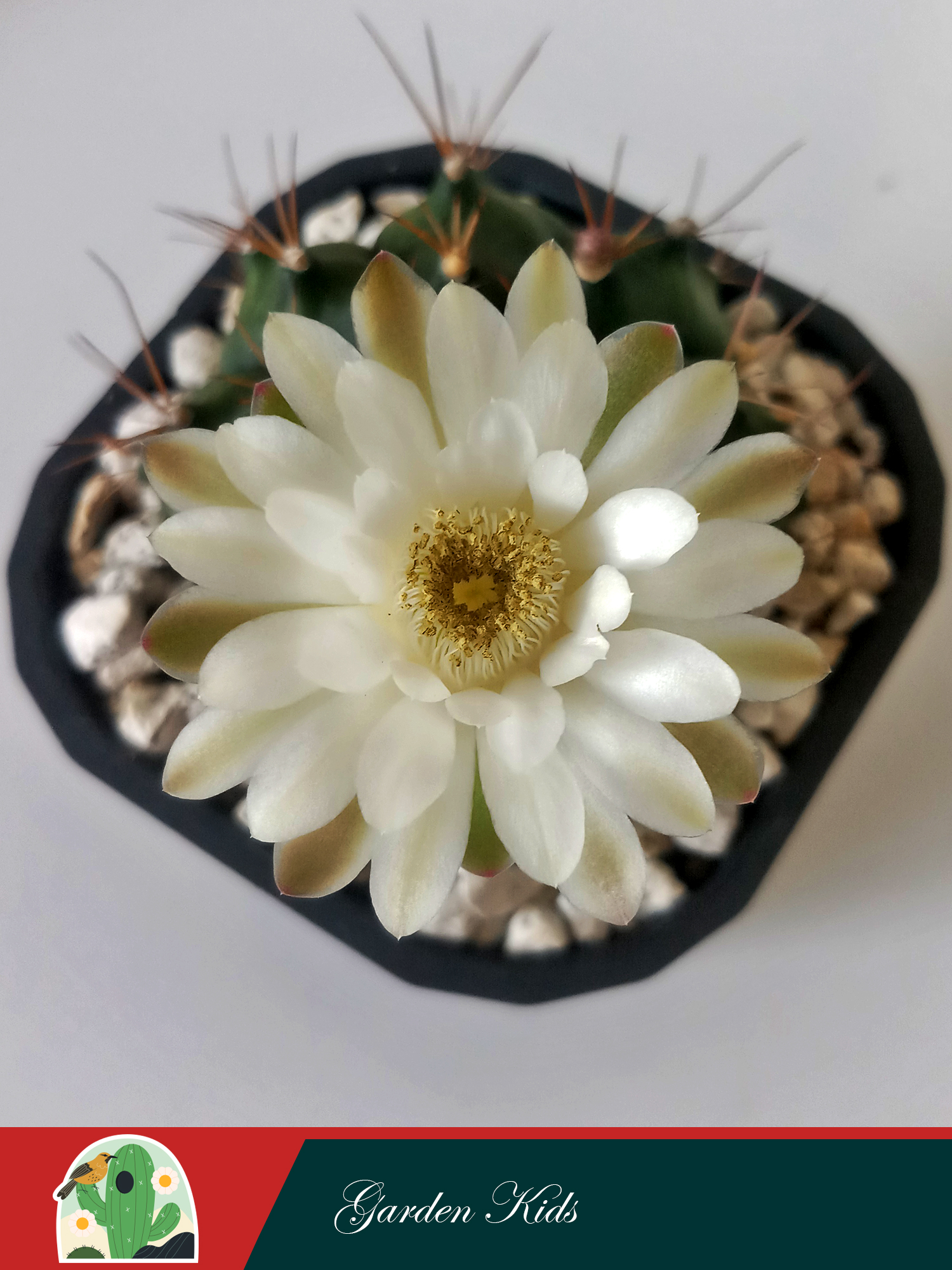 Xương rồng Gymnocalycium Anisitsii (Hoa và cây màu ngẫu nhiên; Không chậu)