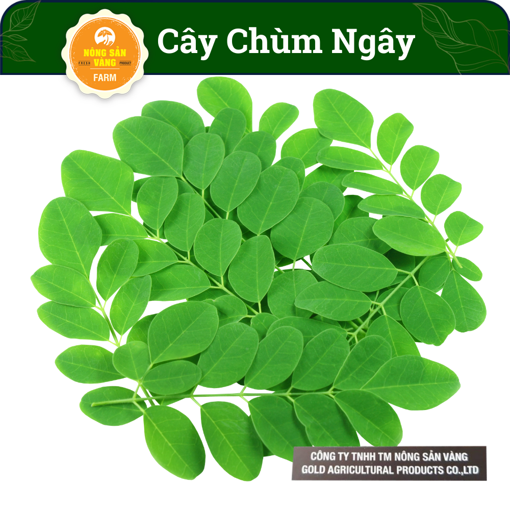 Seed chandelier daze, trunk, bark, leaves, fruits, seeds and roots đều have uses very good for health (pack of 50 beads)-shallow gold