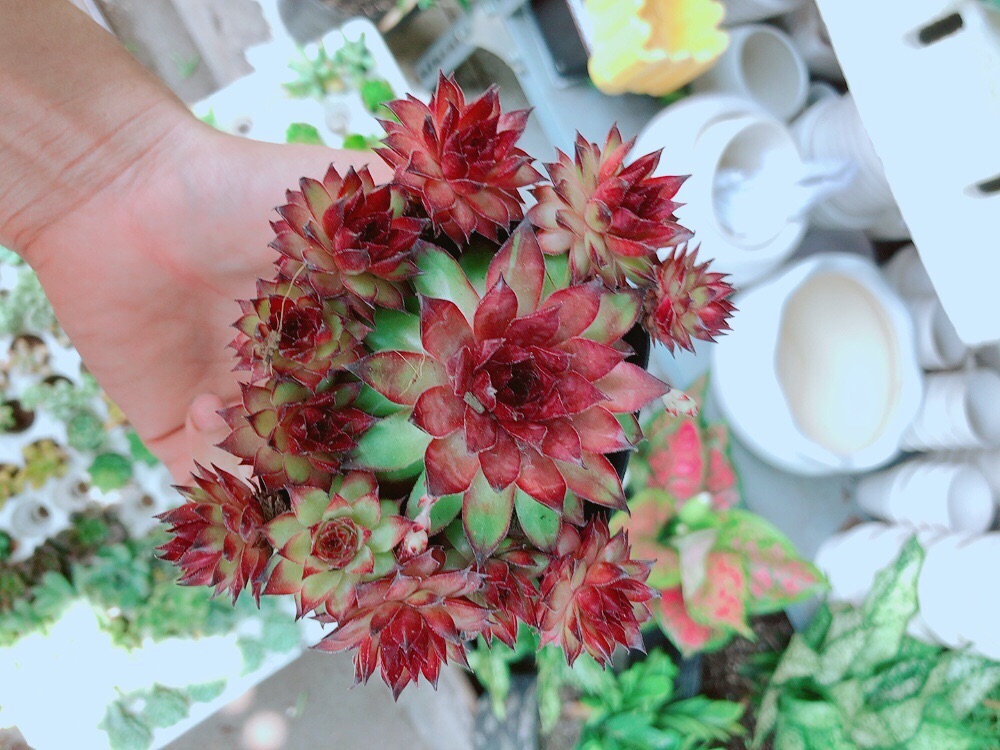 Phật bà đỏ