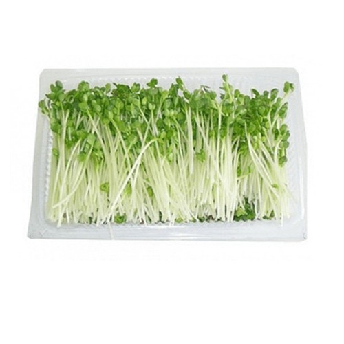 HẠT MẦM CẢI BẸ XANH - GÓI 50 GRAM