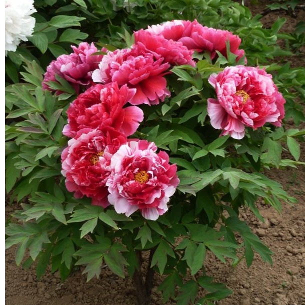 [HCM]Hạt Giống Hoa Mẫu Đơn Mix - Peony Seeds Mix