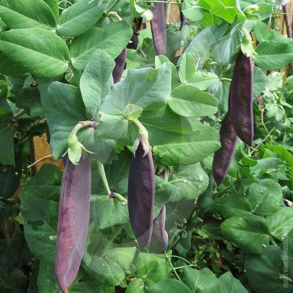 Purple pea seeds - Sale Off