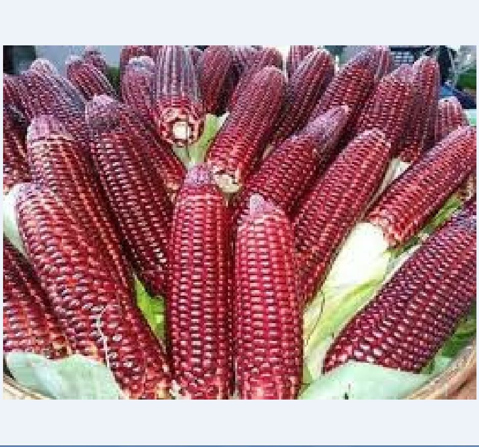 Hạt giống ngô Nữ Hoàng đỏ ( ngô ngọt đỏ ) Gói 30 Hạt