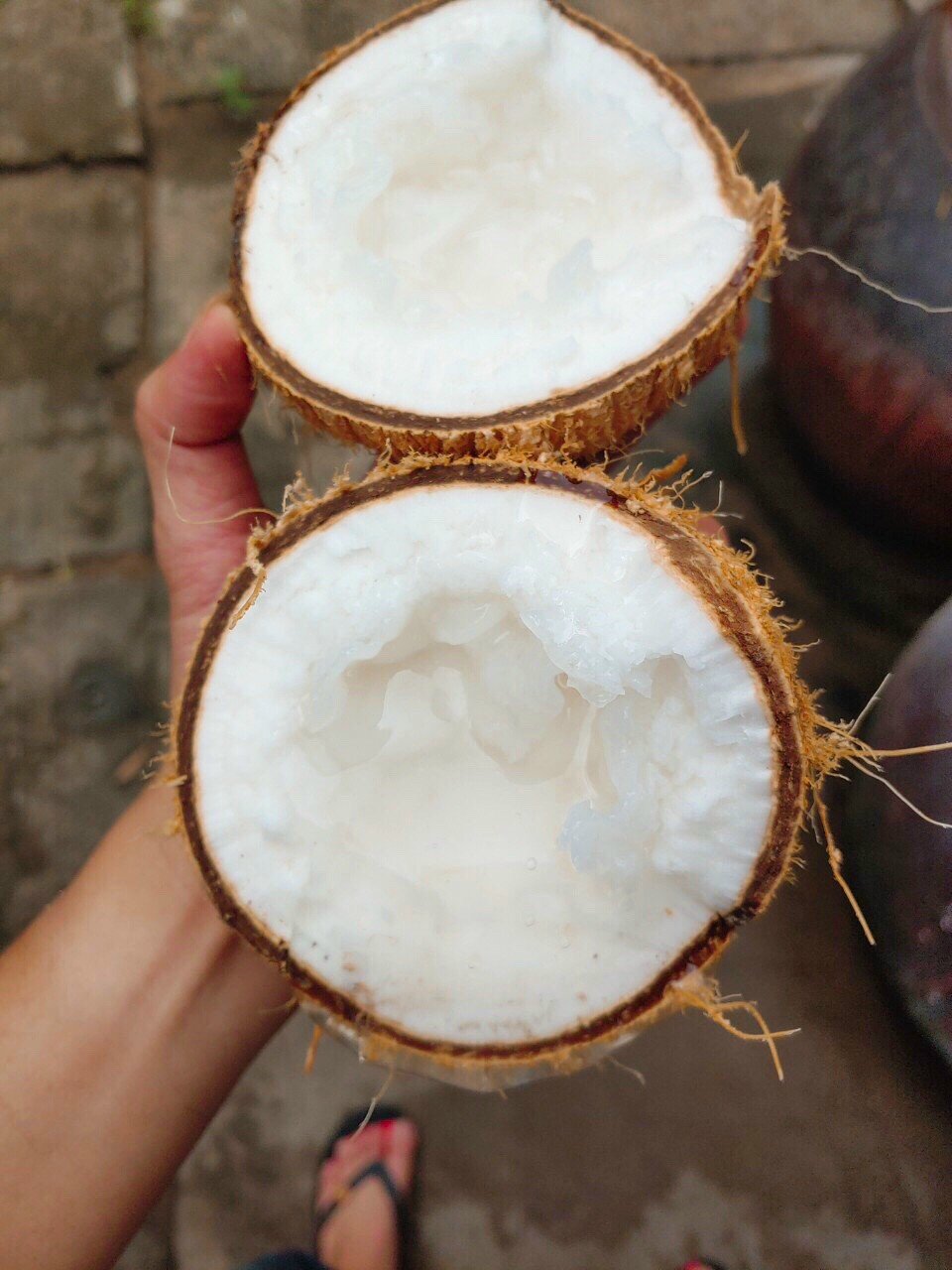 Dừa sáp Loại Bi Đặc