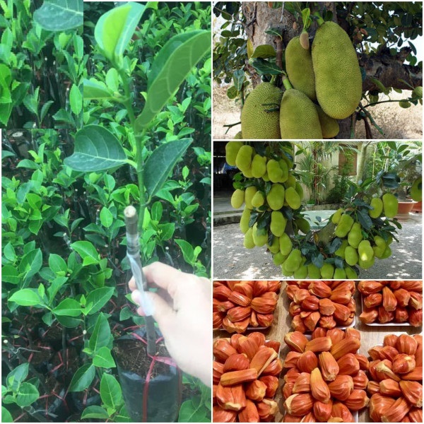 Cây MÍT RUỘT ĐỎ ghép, múi đỏ, sơ đỏ cực ngon, giống F1