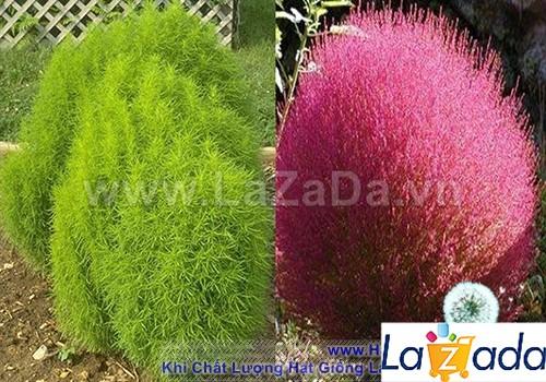 100h Hạt Giống Cỏ Đổi Màu (TLB3| -KD: B30*V45*M006)