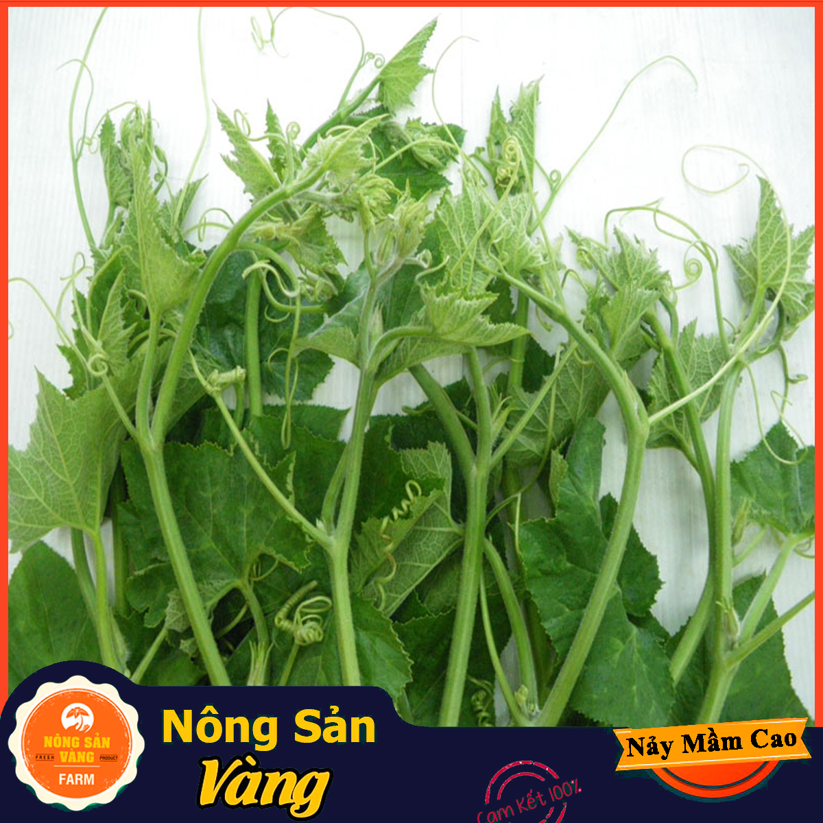 Hạt giống Bí Siêu Ngọn Bí Lấy Ngọn ( Gói 10Gram ) - Nông Sản Vàng