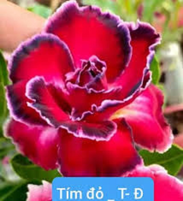 Cây hoa sứ thái cánh kép "tím đỏ t-đ" - bảo hành mặt hoa kép y ảnh