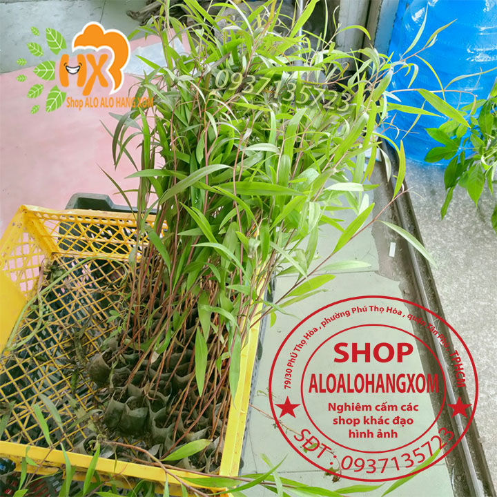Combo 50 cây tràm úc -cây giống