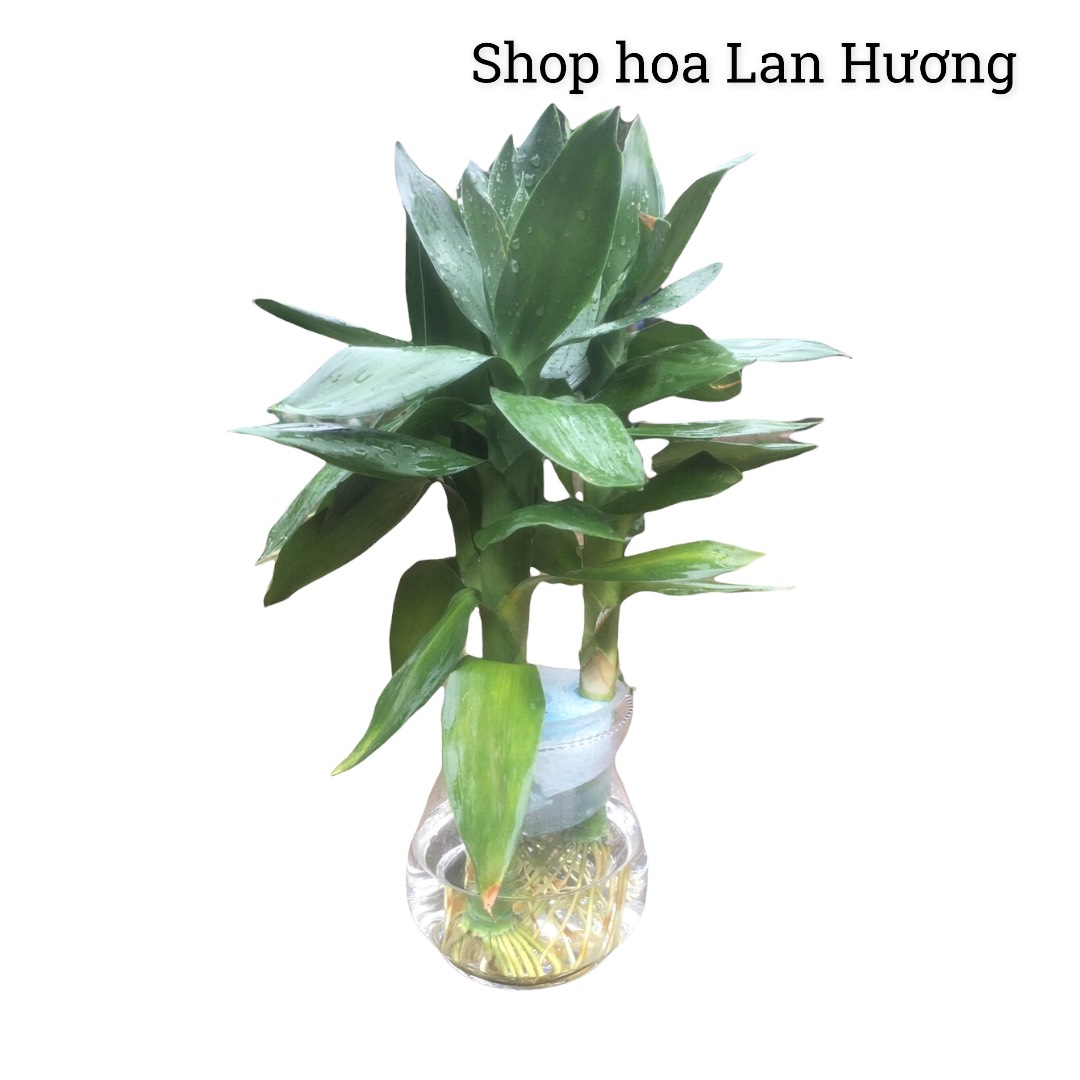 cây phát lộc thủy sinh (cây phát tài búp sen)