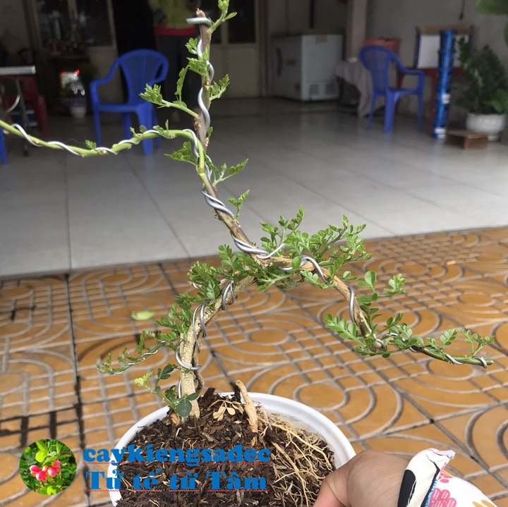 Cây cần thăng bonsai mini
