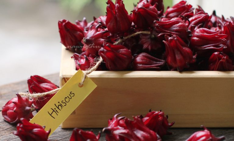 hibiscus, atiso