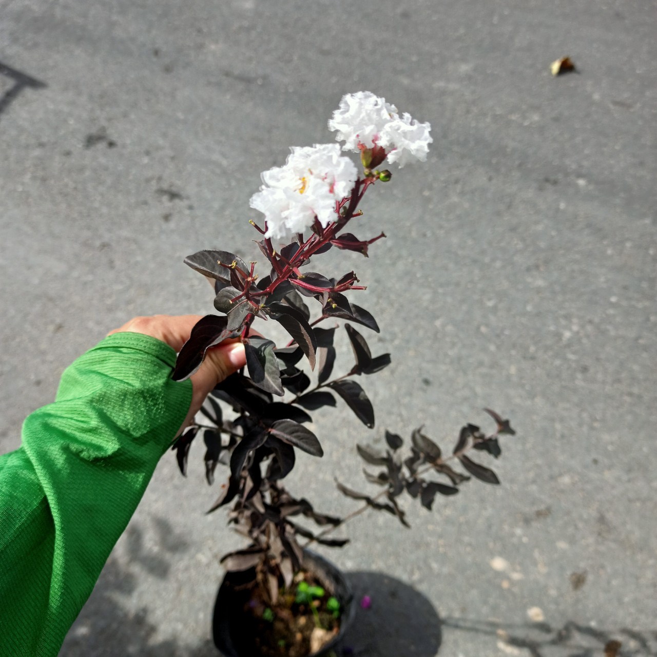 Cây tường vi bạch long