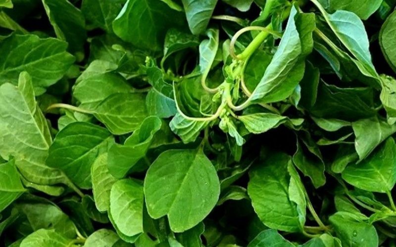 HẠT RAU DỀN VÀNG, DỀN CƠM - GÓI 10 GRAM