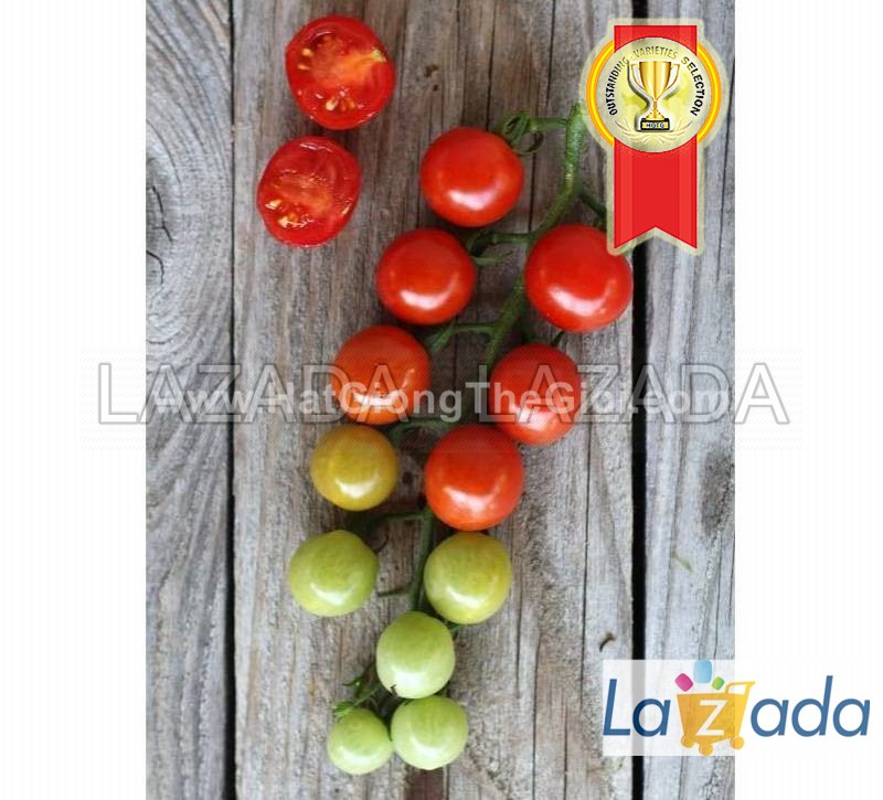 25.HAT Hạt Giống Cà Chua Chuỗi Ngọc Siêu Quả Brix13 TG187 (KL| C4*W45)