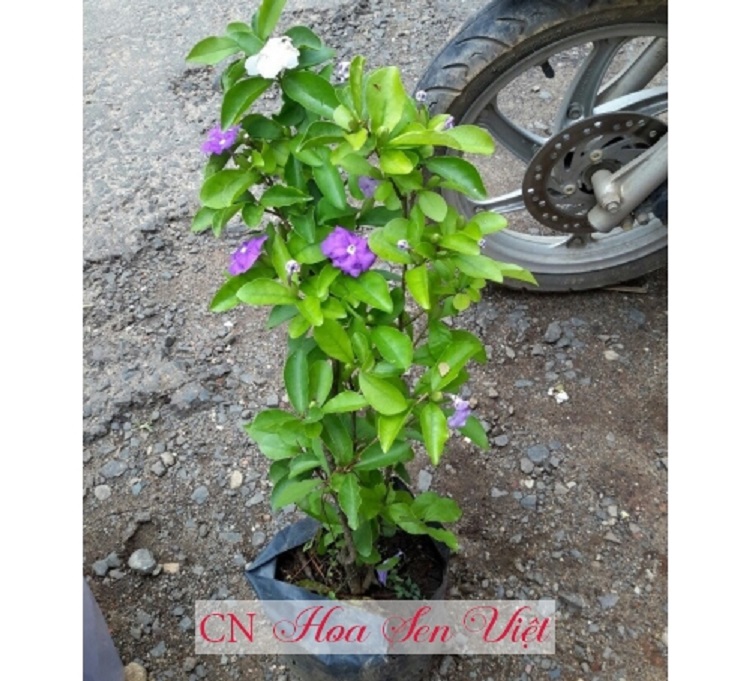 CÂY HOA GIỐNG HOA NHÀI NHẬT TÍM ĐỔI MÀU DÁNG TREE