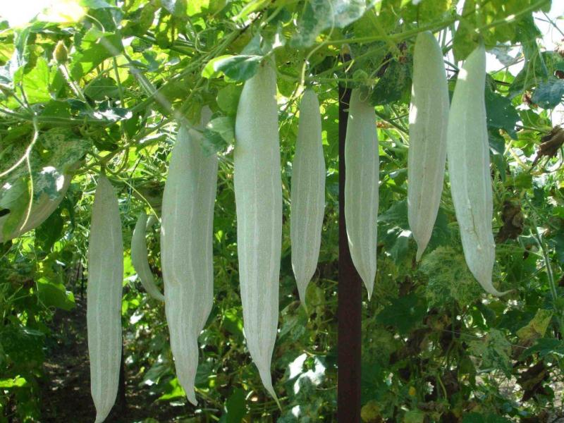 [HCM]Hạt Giống Mướp Nhật quà dài (Mướp rắn) - 5 hạt