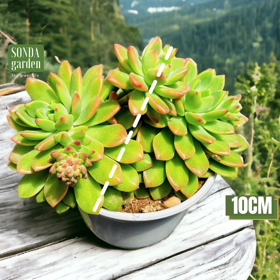 SEN ĐÁ MẶT TRỜI SIZE TRUNG BÌNH KHOẺ ĐẸP LỖI 1 ĐỔI 1
