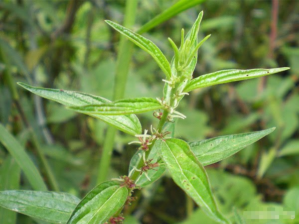 Cây Cỏ Dòi