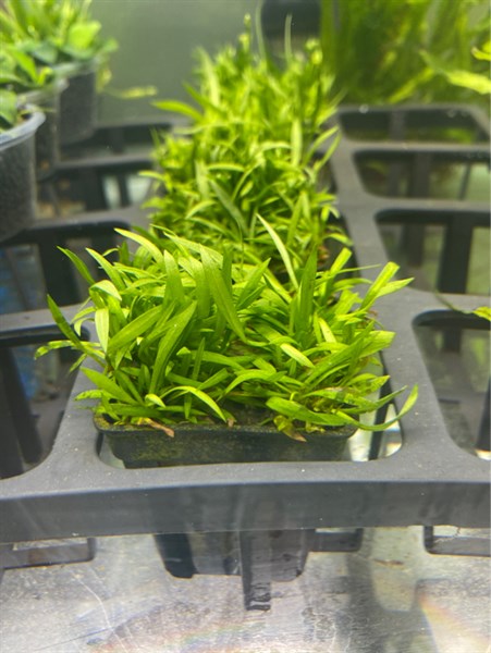 Cây thủy sinh Cỏ Đỏ dùng trang trí nền cực đẹp (LÁ CẠN)