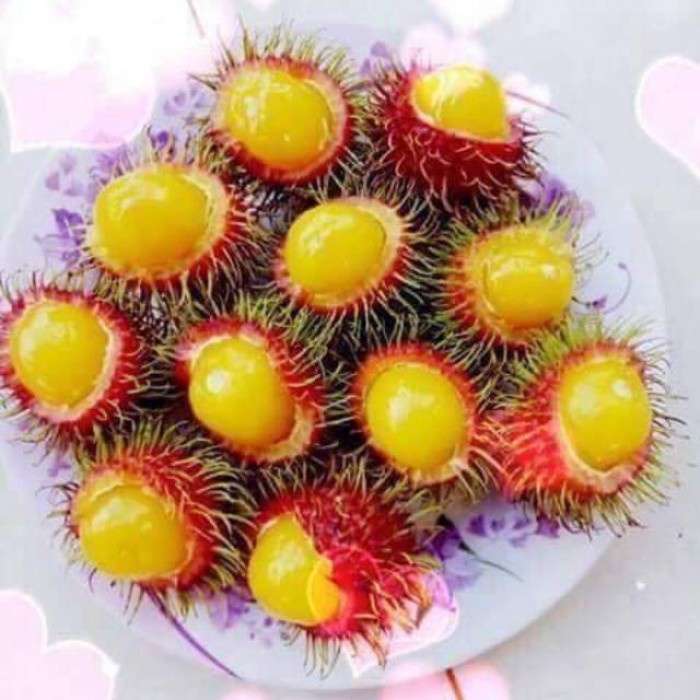 CÂY GIỐNG CHÔM CHÔM RUỘT VÀNG SIÊU SỚM ( vườn ươm eakamart)
