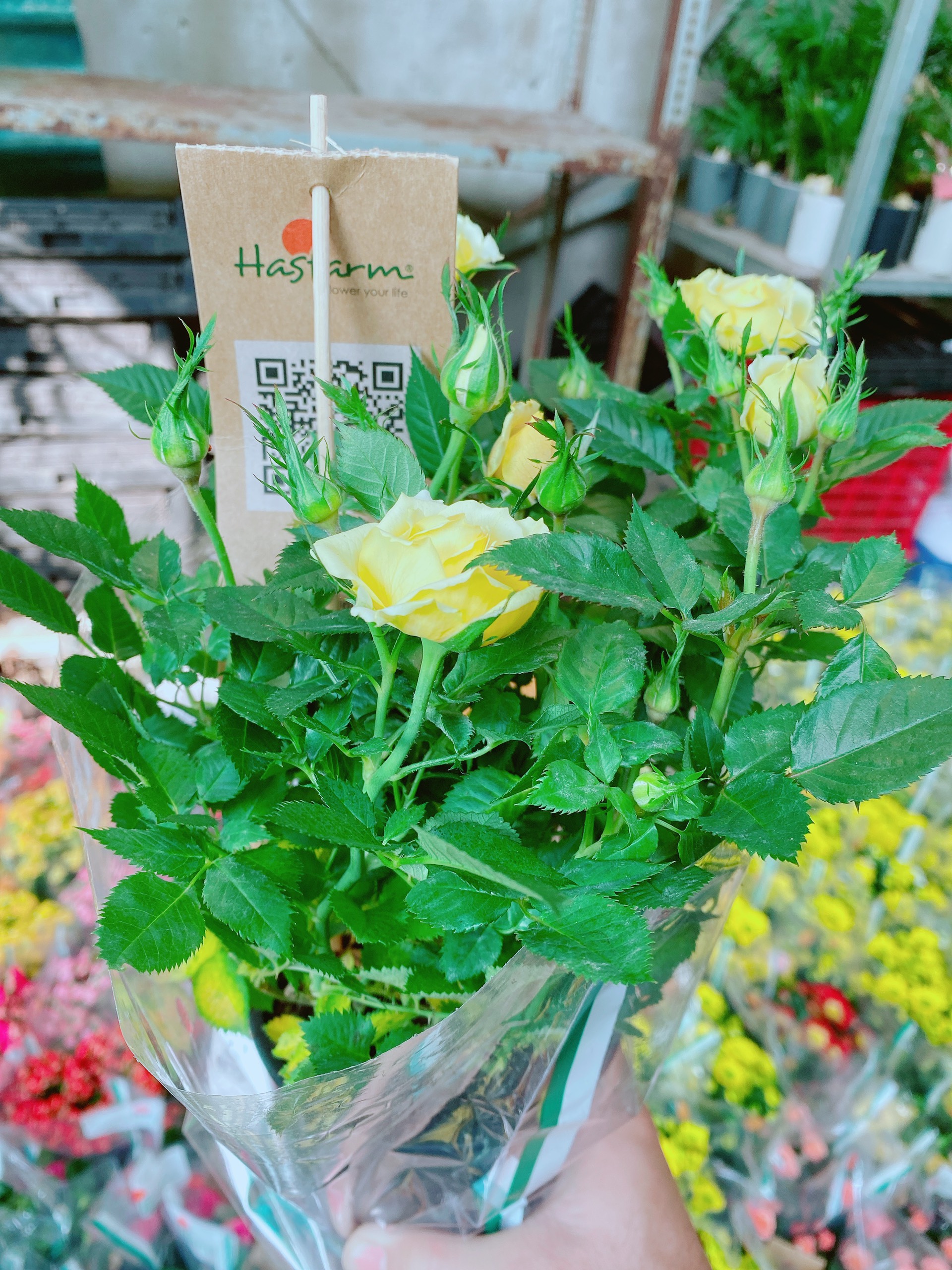 Hoa Hồng Đà Lạt Vàng