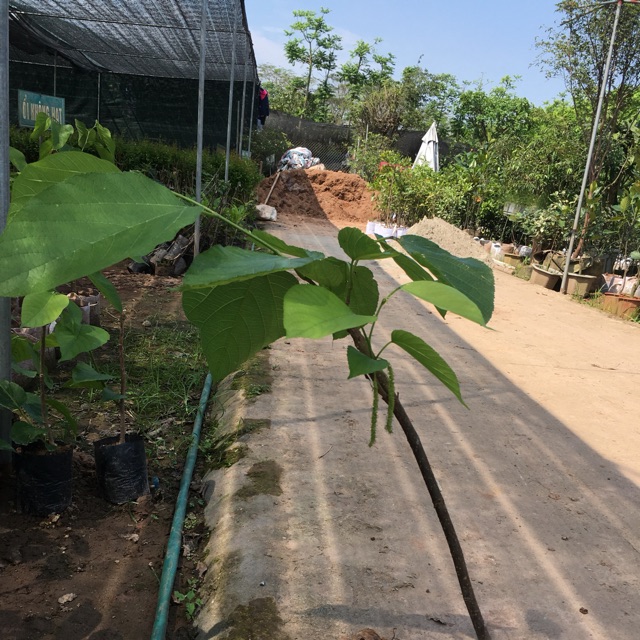 Cây dâu quả dài đài loan