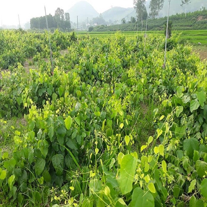 3 cây giống bò khai - 3545