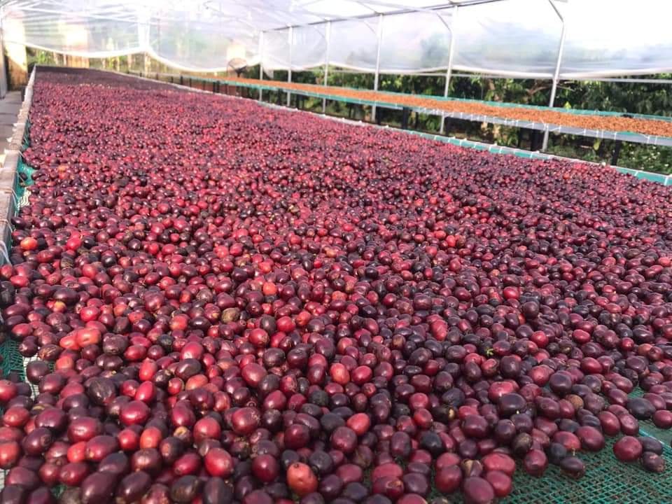 Cà Phê Arabica Cầu Đất Rang Light/ Pha Drip/ Cold Brew