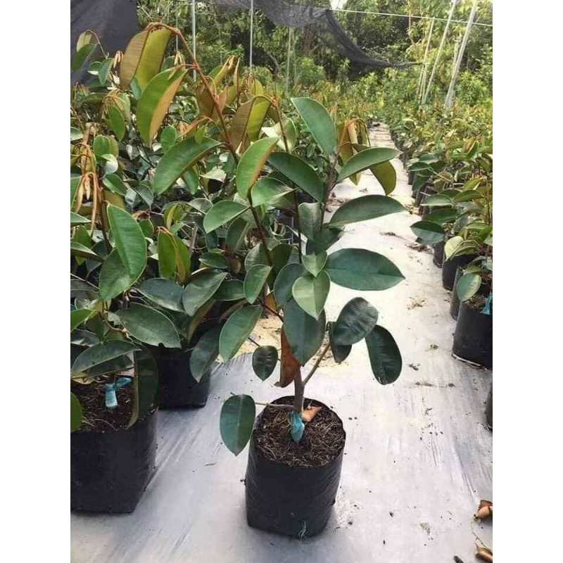 cây vú sữa lò rè giông (5 tháng có trái)