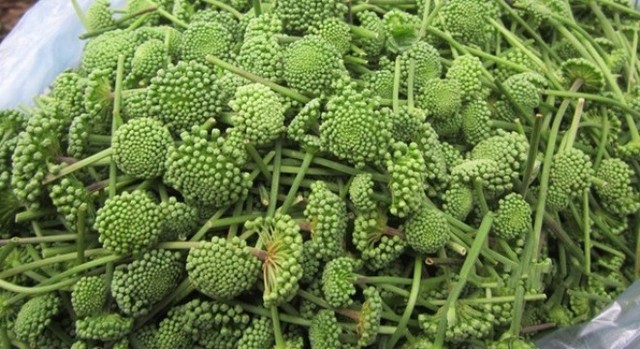 Nụ hoa Tam Thất Bắc sạch loại 1 500g