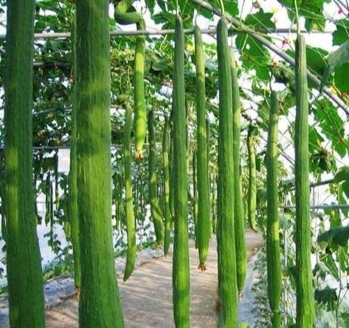 Hạt giống mướp hương siêu dài