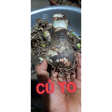 Củ hoa huệ tây( đỏ nhung ) gửi củ như hình 3
