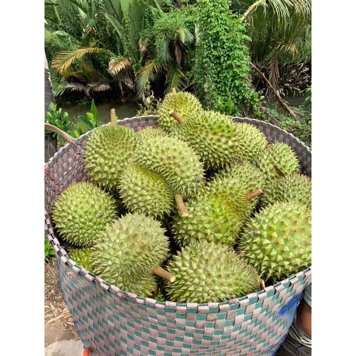 Cây giống Sầu Riêng Chuồng Bò. [ Giống ghép đầu dòng ]. (cây giống siêu sớm có bảo hành )