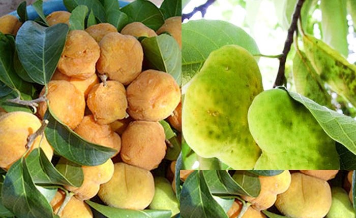 Cây chay, giống cây chay
