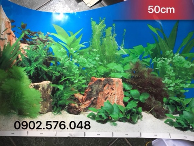 [HCM]Tranh hồ cá cao 50cm 1m