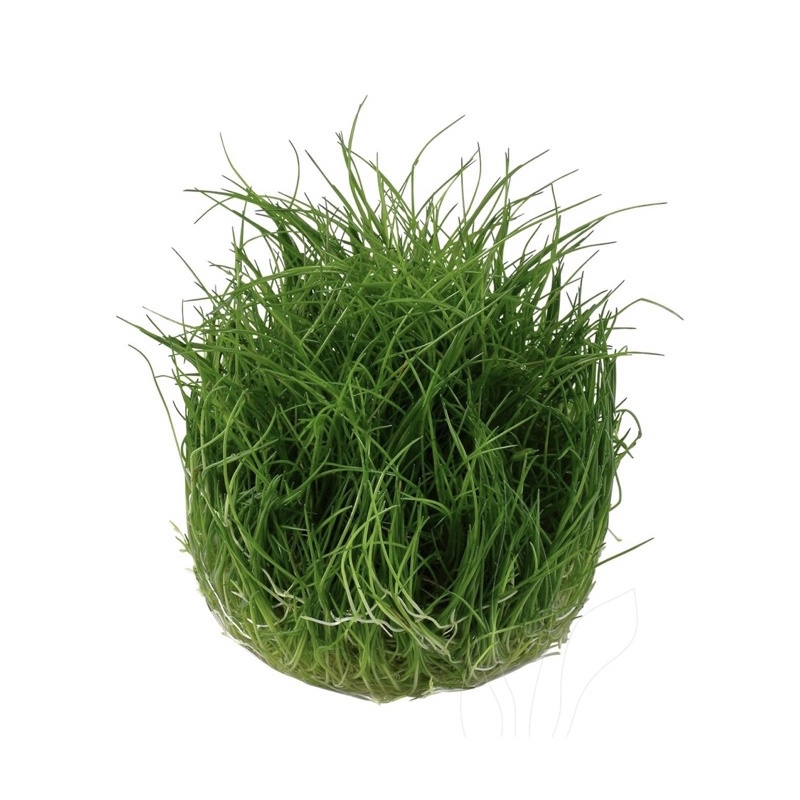 Eleocharis Acicularis - Cây Ngưu Mao Chiên Lùn/Cao - Cây Thuỷ Sinh Bò Nền