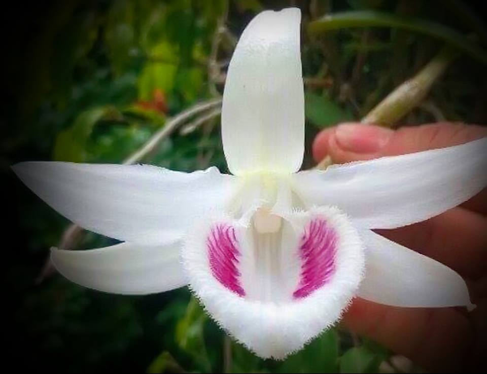 Phi điệp đột biến 5 CT TIÊN SA