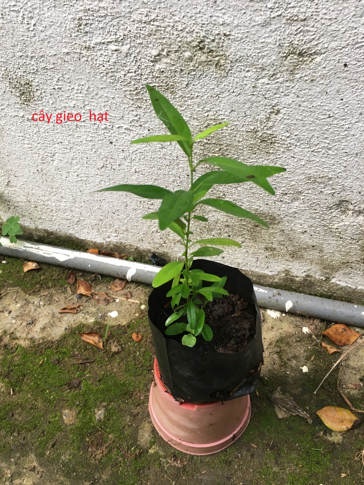 Dây  thìa canh (Cây giống)