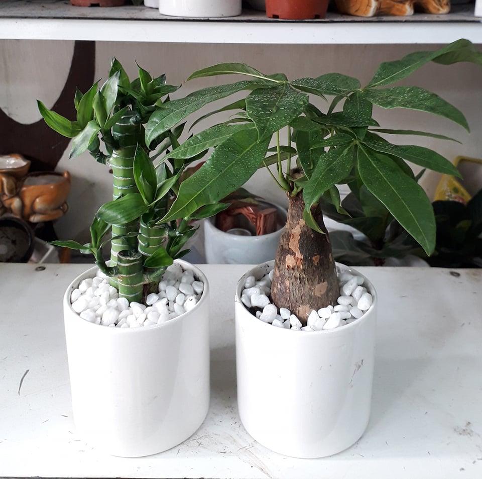 combo hai chậu cây kim ngân và phát lộc